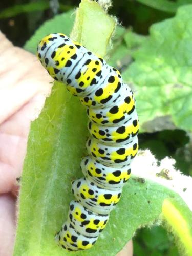 Réf. 344 021 : Cucullia verbasci